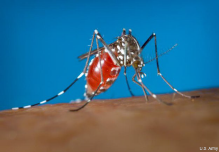 aedes albopictus mosquito chikungunya virus